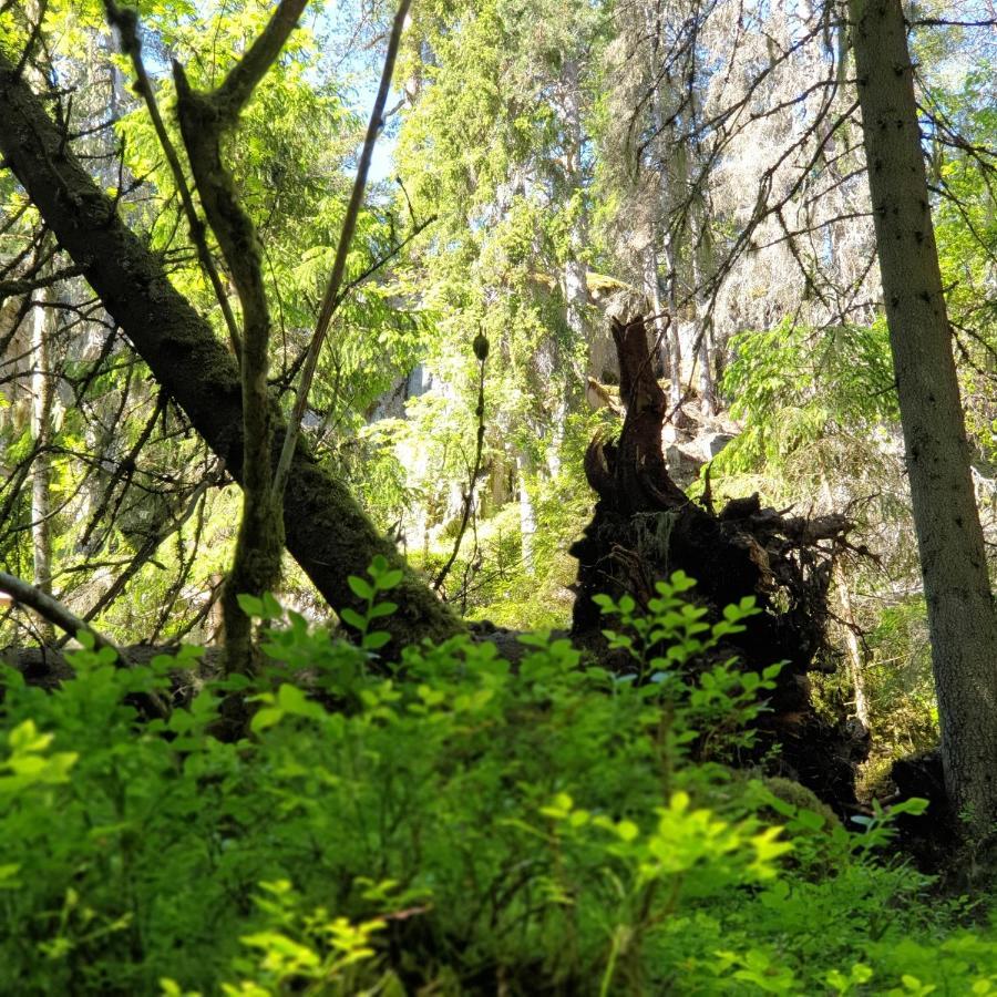 Cabin Near Lake And Beautiful Nature Reserve. Bodafors Экстерьер фото